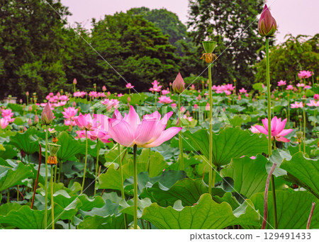 Ancient Lotus Flower 3-112 Ancient Lotus Flower 3-112 129491433