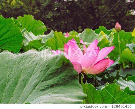 Ancient Lotus Flower 3-113 129491435