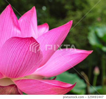 古蓮花3-120 古蓮花3-120 129491447