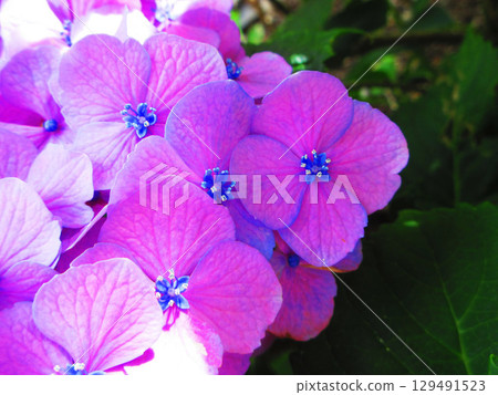 Beautiful scenery of hydrangeas Beautiful scenery of hydrangeas 129491523