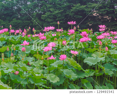 Ancient Lotus Flower 3-74 Ancient Lotus Flower 3-74 129491541