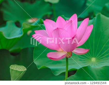 Ancient Lotus Flower 3-77 Ancient Lotus Flower 3-77 129491544