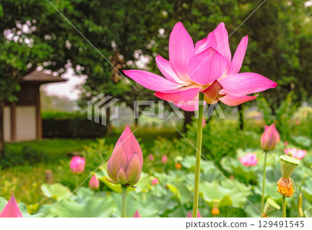 Ancient Lotus Flower 3-78 129491545