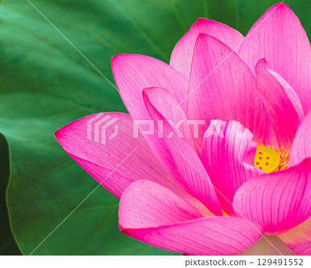 Ancient Lotus Flower 3-85 129491552