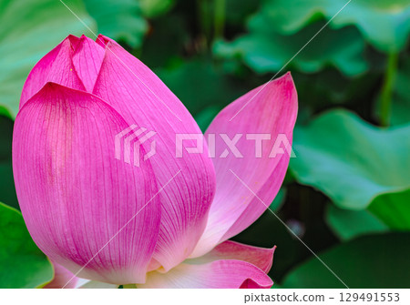 Ancient lotus flower 3-86 Ancient lotus flower 3-86 129491553