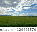A landscape photo of a rural landscape with summer sky and clouds and rice ears 129491570