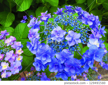 Beautiful scenery of hydrangea flowers 129491580