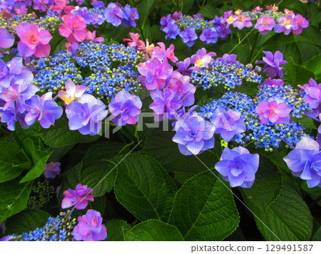 Beautiful scenery of hydrangea flowers 129491587