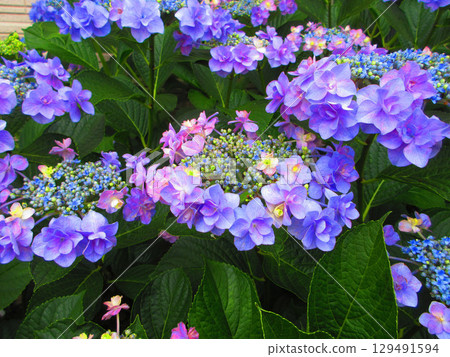 繡球花的美麗風景 繡球花的美麗風景 129491594