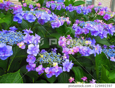 Beautiful scenery of hydrangea flowers Beautiful scenery of hydrangea flowers 129491597