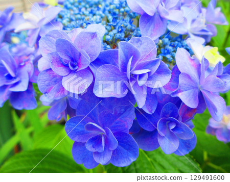 Beautiful scenery of hydrangea flowers 129491600