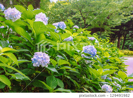 Hydrangeas on Hydrangea Road-44 129491982