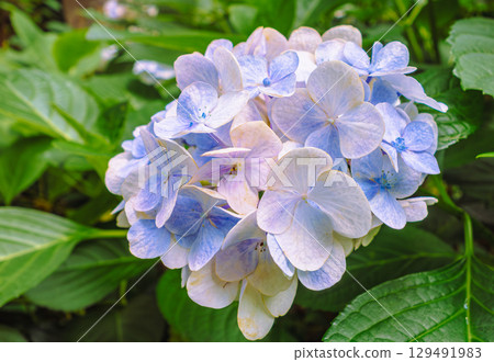Hydrangeas on Hydrangea Road-45 Hydrangeas on Hydrangea Road-45 129491983