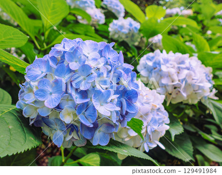 Hydrangeas on Hydrangea Road-46 129491984