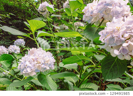 Hydrangeas on Hydrangea Road-47 Hydrangeas on Hydrangea Road-47 129491985