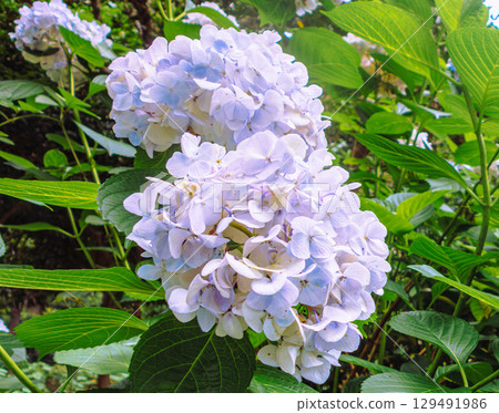 Hydrangeas on Hydrangea Road-48 129491986