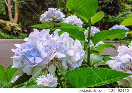 Hydrangeas on Hydrangea Road-81 129492160