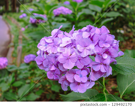 Hydrangeas on Hydrangea Road-91 129492170