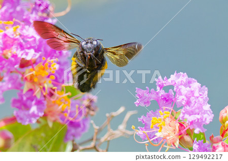 A female Taiwan bamboo carpenter bee flying towards me A female Taiwan bamboo carpenter bee flying towards me 129492217