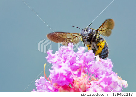 A female Taiwan bamboo carpenter bee resting on a crape myrtle 129492218
