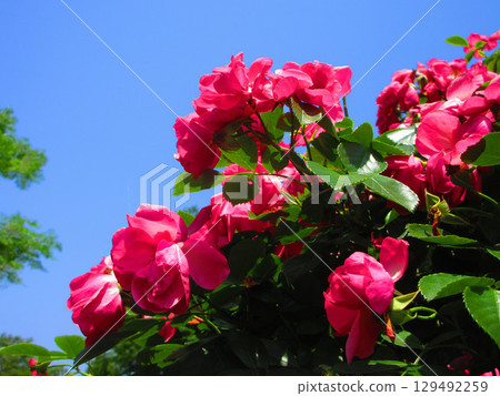 紅玫瑰盛開,藍天的美麗風景 紅玫瑰盛開,藍天的美麗風景 129492259
