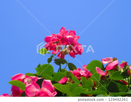 紅玫瑰盛開，藍天的美麗風景 129492261