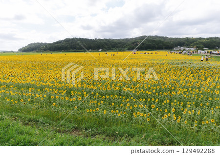 Mashiko Town, where 1 million sunflowers bloom 129492288