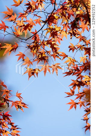 Autumn leaves of National Musashi Hills Forest Park Autumn leaves of National Musashi Hills Forest Park 129492352