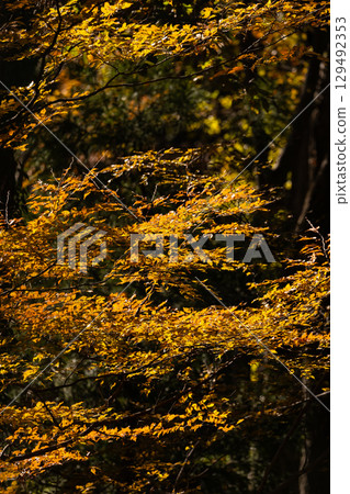 Autumn leaves of National Musashi Hills Forest Park Autumn leaves of National Musashi Hills Forest Park 129492353