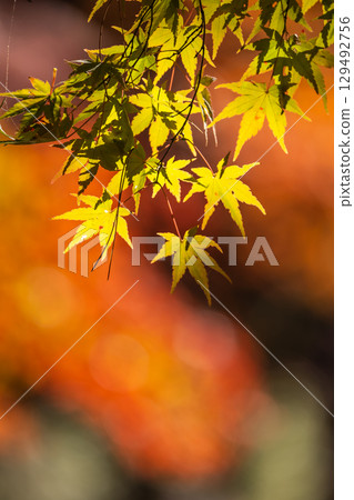 Autumn leaves of National Musashi Hills Forest Park 129492756