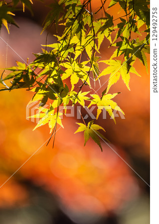 國立武藏山森林公園的秋葉 129492758