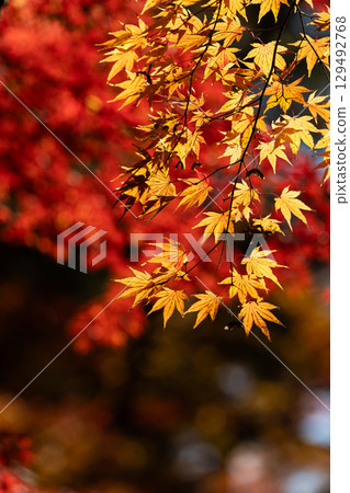 Autumn leaves of National Musashi Hills Forest Park 129492768