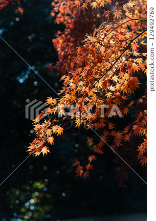 國立武藏山森林公園的秋葉 129492769