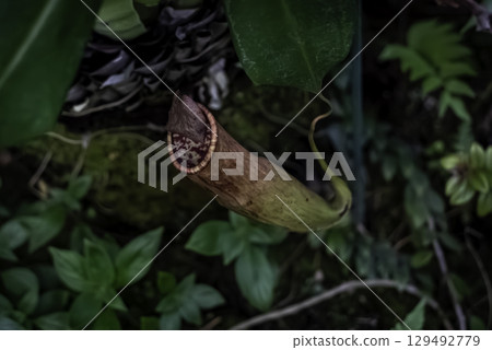 豬籠草(豬籠草) 豬籠草(豬籠草) 129492779