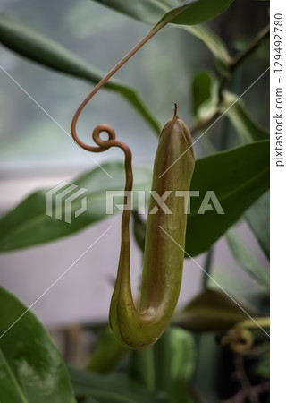 豬籠草(豬籠草) 豬籠草(豬籠草) 129492780