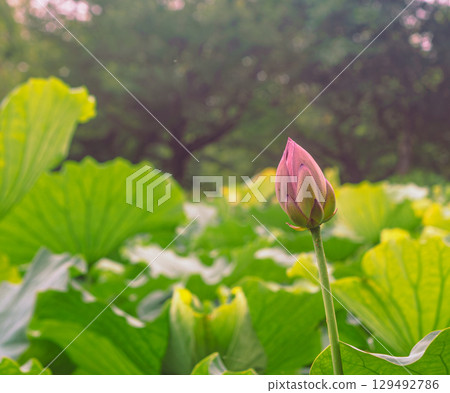 Ancient lotus flower-1 129492786