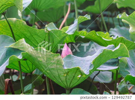 古蓮花-2 129492787