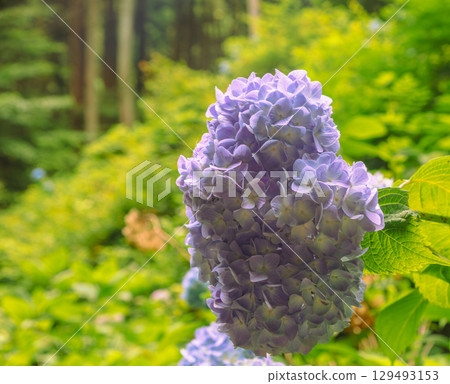 Hydrangea Path Hydrangea Flowers-66 129493153
