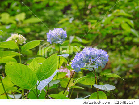 Hydrangea Path Hydrangea Flowers-67 129493154