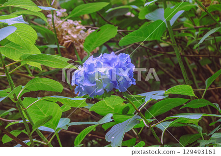 Hydrangea Path Hydrangea Flowers-74 129493161