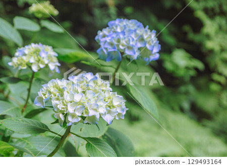 Hydrangea Path Hydrangea Flowers-77 Hydrangea Path Hydrangea Flowers-77 129493164