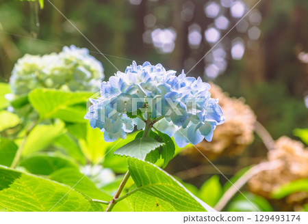 Hydrangea Path Hydrangea Flowers-87 Hydrangea Path Hydrangea Flowers-87 129493174