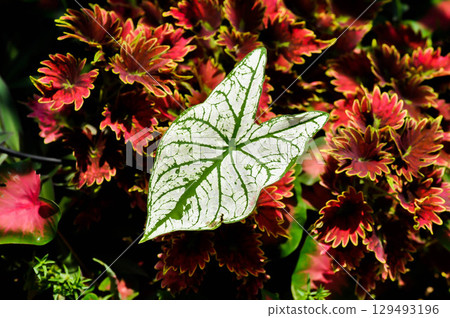 angel wing caladium or candidum ,Caladium bicolor or Araceae and Coleus, Labiatae, Lamiaceae or Painted Nettle 129493196