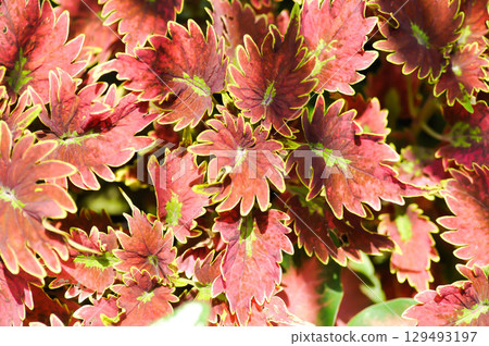 Coleus, Labiatae, Lamiaceae or Painted Nettle or Plectranthus scutellarioides or Solenostemon scutellarioides or red plant Coleus, Labiatae, Lamiaceae or Painted Nettle or Plectranthus scutellarioides or Solenostemon scutellarioides or red plant 129493197