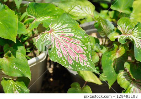 Caladium ,Caladium Thai Beauty or Dieffenbachia seguine or Caladium bicolor or Araceae 129493198