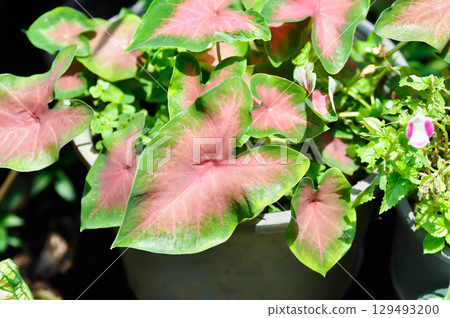 Caladium, Caladium Bicolor Vent or Caladium bicolor or pink and green leaf 129493200