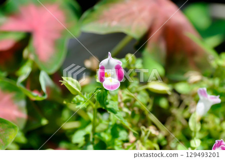 Torenia fournieri Lindl, Scrophulariaceae or Wishbone flower or Bluewings or Torenia 129493201