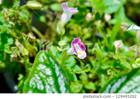Torenia fournieri Lindl, Scrophulariaceae or Wishbone flower or Bluewings or Torenia Torenia fournieri Lindl, Scrophulariaceae or Wishbone flower or Bluewings or Torenia 129493202