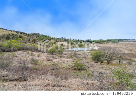 Spring scenery of Yashimagahara Marsh against a blue sky 129493239