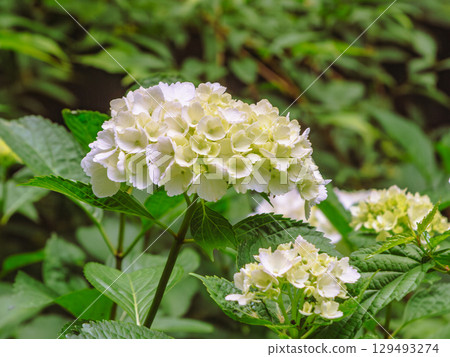 繡球花徑 繡球花-2 129493274